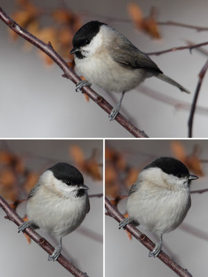 Marsh tit (peocile palustris), Ayer, Switzerland, January 2011