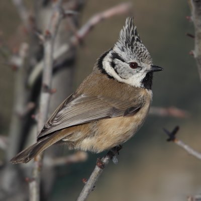 Crested tit (lophophanes cristatus), Ayer, Switzerland, January 2011