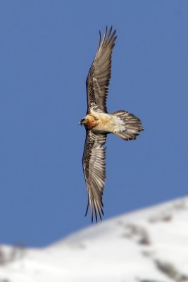 Bearded vulture (gypaetus barbatus), Wiler, Switzerland, January 2011