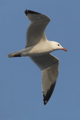 Audouin's gull (larus audouinii), Santa Pola, Spain, January 2011