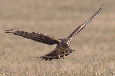 Hen harrier (circus cyaneus), Grandcour, Switzerland, February 2011