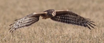 Hen harrier (circus cyaneus), Grandcour, Switzerland, February 2011