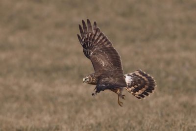 Hen harrier (circus cyaneus), Grandcour, Switzerland, February 2011