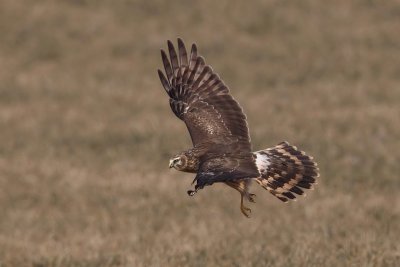 Hen harrier (circus cyaneus), Grandcour, Switzerland, February 2011