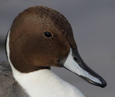 Northern pintail (anas acuta), Morges, Switzerland, February 2011