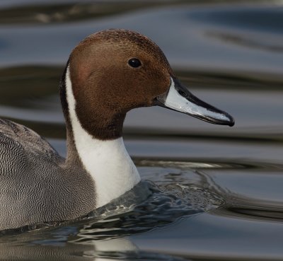 Northern pintail (anas acuta), Morges, Switzerland, February 2011