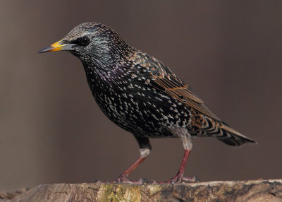 Common starling (sturnus vulgaris), Lausanne, Switzerland, February 2011