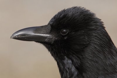 Carrion crow (corvus corone), Lausanne, Switzerland, February 2011