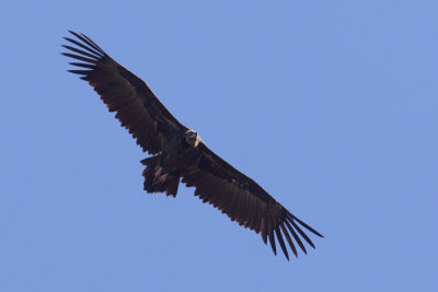 Black vulture, cinereous vulture (aegypius monachus), Sierra Pelada, Spain, September 2012