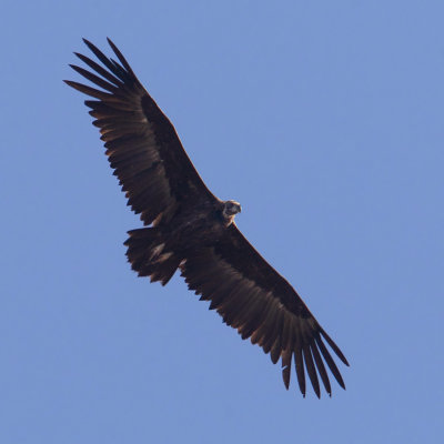 Black vulture, cinereous vulture (aegypius monachus), Sierra Pelada, Spain, September  2012