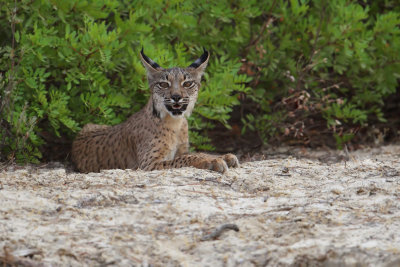 Iberian lynx (lynx pardinus), near El Rocío.