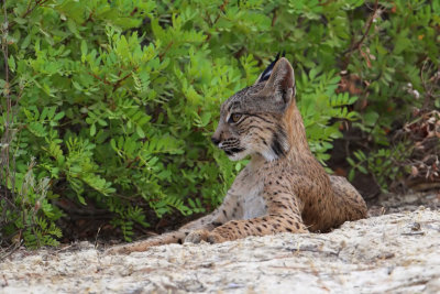 Iberian lynx (lynx pardinus), near El Rocío.