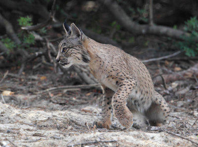 Iberian lynx (lynx pardinus), near El Rocío.