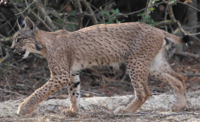 Iberian lynx (lynx pardinus), near El Rocío.