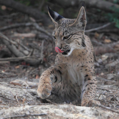 Iberian lynx (lynx pardinus), near El Rocío.