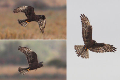 Montagu's harrier (circus pygargus), Doņana, Spain, August 2012