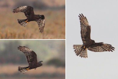 Montagu's harrier (circus pygargus), Doana, Spain, August 2012