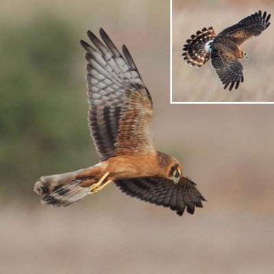 Montagu's harrier (circus pygargus), Doana, Spain, September 2012