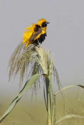 Yellow-crowned bishop, golden bishop (euplectes afer), Isla Mayor, Spain, September 2012