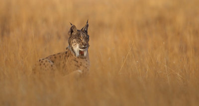 Iberian lynx (lynx pardinus), Doñana.