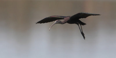 Glossy ibis (plegadis falcinellus), Dehesa de Abajo, Spain, August 2012