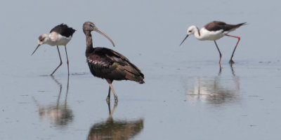 Glossy ibis (plegadis falcinellus), Dehesa de Abajo, Spain, August 2012