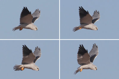  Black-winged kite (elanus caeruleus), Dehesa de Abajo, Spain, September 2012