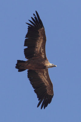 Griffon vulture (gyps fulvus), Doana, Spain, September 2012