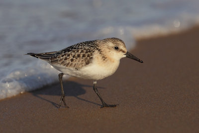 Sanderling (calidris alba), Mazagn, Spain, September 2012