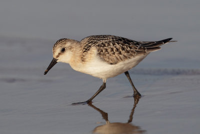 Sanderling (calidris alba), Mazagn, Spain, September 2012