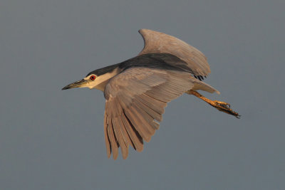 Black-crowned night heron (nycticorax nycticorax), Dehesa de Abajo, Spain, September 2012
