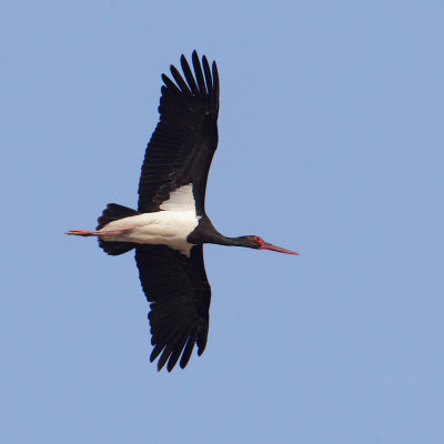 Black stork (ciconia nigra), Doñana, Spain, September 2012