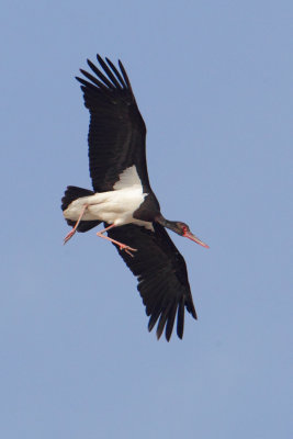 Black stork (ciconia nigra), Doñana, Spain, September 2012