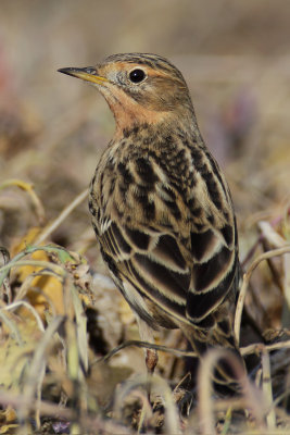 Red-throated pipit (anthus cervinus), Cuarnens, Switzerland, October 2012 