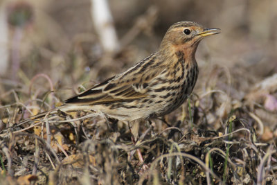 Red-throated pipit (anthus cervinus), Cuarnens, Switzerland, October 2012 