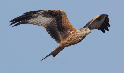 Red kite (milvus milvus), Grancy, Switzerland, October 2012