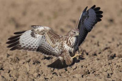 Common buzzard (buteo buteo), Grancy, Switzerland, October 2012