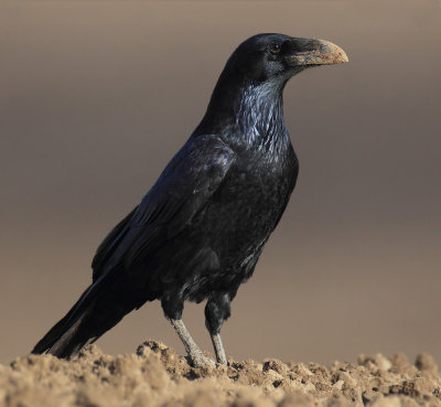 Northern raven