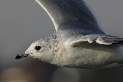 Common gull (larus canus), Saint-Sulpice, Switzerland, January 2008