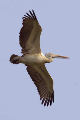 Spot-billed pelican (pelecanus philippensis) 