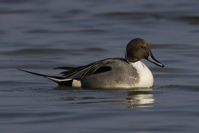 Northern pintail (anas acuta), Yverdon, Switzerland, February 2008