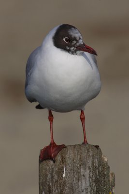 Black-headed gull (larus ridibundus),  Vidy, Switzerland, February 2008