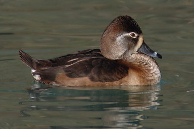 Ring-necked duck (aythya collaris), Verbois, Switzerland, February 2008
