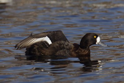 Tufted duck x greater scaup (aythya fuligula x marila), Saint-Sulpice, Switzerland, November 2007