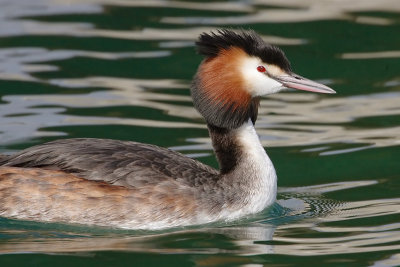 Great crested grebe, Portalban, Switzerland, March 2008