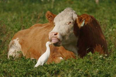 Cattle egret, Ins, Switzerland, October 2006