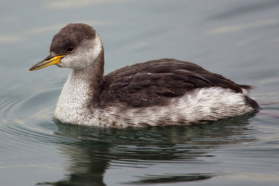 Red-necked grebe, Morges, Switzerland, December 2007