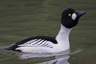 Common goldeneye (bucephala clangula), Saint-Sulpice, Switzerland, January 2007