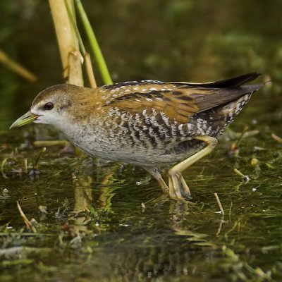 Little crake, Chablais de Cudrefin, Switzerland, August 2006