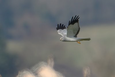 Hen harrier, Cuarnens, Switzerland, March 2008